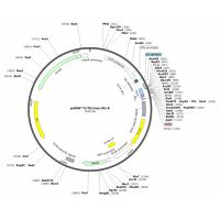 pcDNA4/TO/Myc-His B