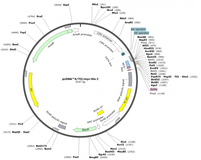 pcDNA4/TO/Myc-His C