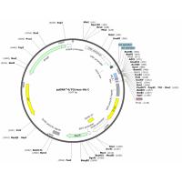 pcDNA4/TO/Myc-His C