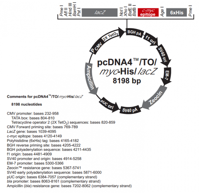 pcDNA4/TO/Myc-His/LacZ