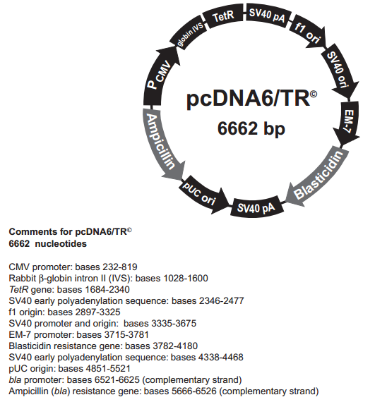 pcDNA6/TR