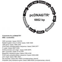 pcDNA6/TR