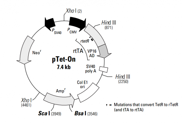 pTet-On