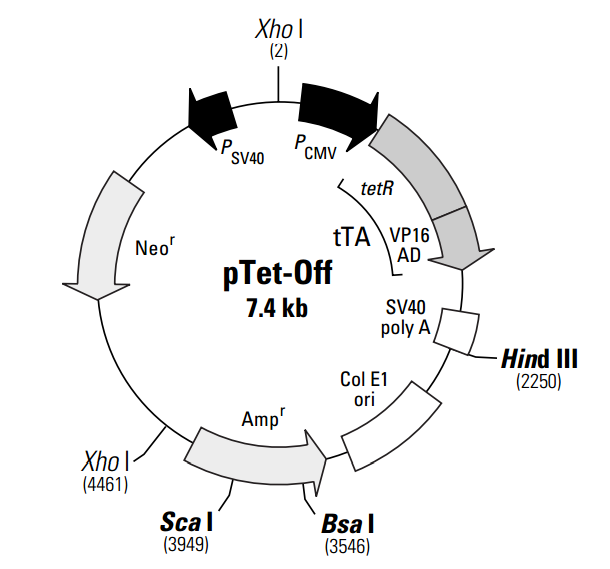 pTet-Off