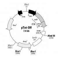 pTet-Off