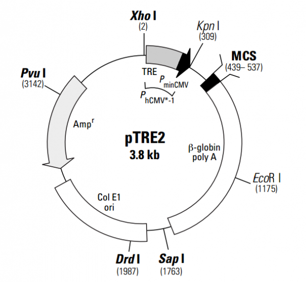 pTRE2