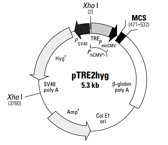 pTRE2hyg