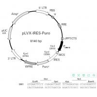 pLVX-IRES puro M