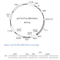 pLVX-EF1α-IRES puro M