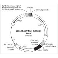 pGL4.30[luc2P/NFAT-RE/Hygro] 载体