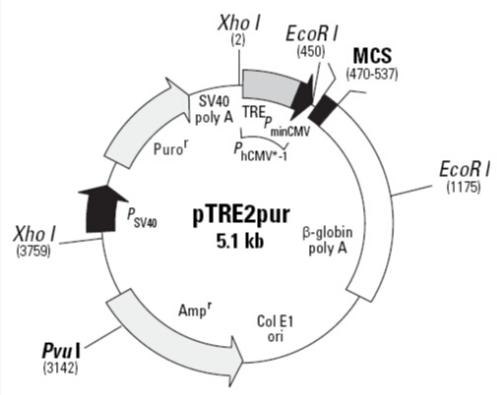 pTRE2pur