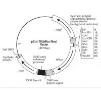 pGL4.79[hRluc/Neo] 载体