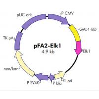 pFA2-Elk1