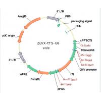 pLVX-tTS-U6