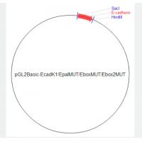 pGL2Basic-EcadK1/EpaIMUT/EboxMUT/Ebox2MUT