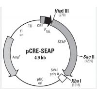 pCRE-SEAP