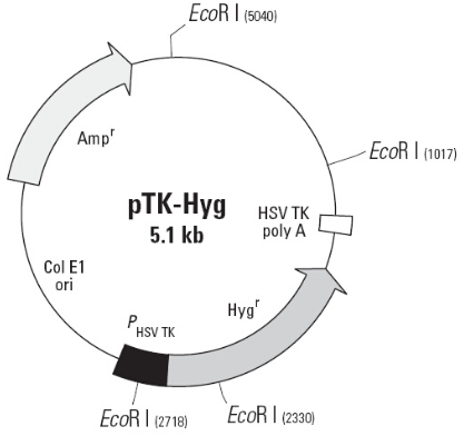 pTK-hyg