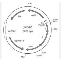 pKD20