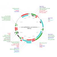 lenti sgRNAMS2_zeo backbone