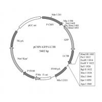 pLV-RFP-GFP-LC3B