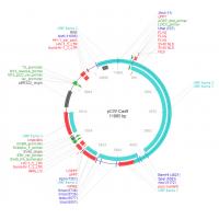 pCW-cas9