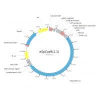 eSpCas91.1