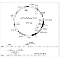 pLVX-ZsGreen1-N1