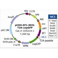 pCDH-EF1-MCS-T2A-copGFP