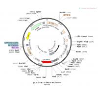 pLVX-EF1α-IRES-mCherry