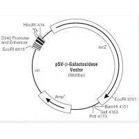 pSV-β-Galactosidase