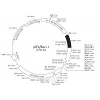 pIEx/Bac-1