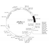 pIEx/Bac-3