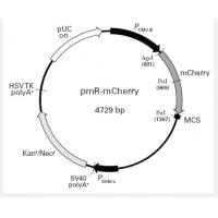 pmR mCherry