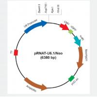 pRNAT-U6.1/Neo