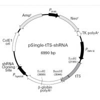 pSingle-tTS-shRNA