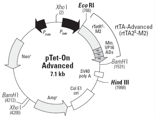 pTet on advanced