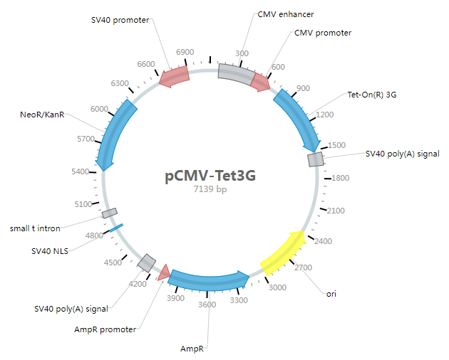 pCMV-Tet3G