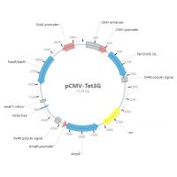 pCMV-Tet3G