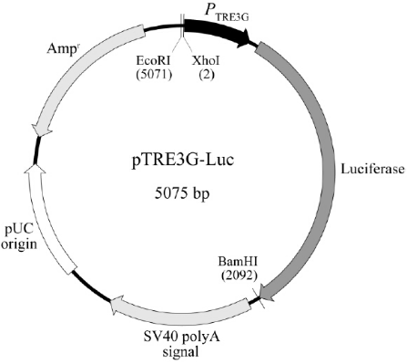 pTRE3G-Luc