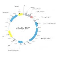 pShuttle-CMV