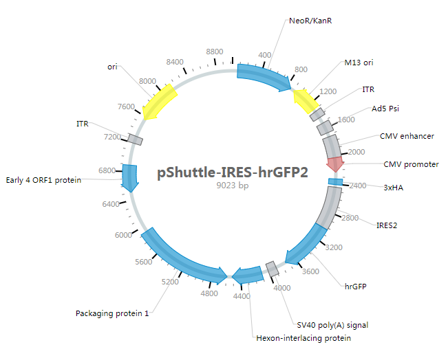 pShuttle-IRES-hrGFP2