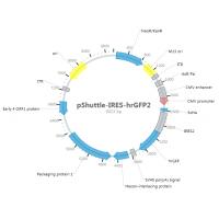 pShuttle-IRES-hrGFP2