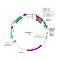 pAdTrack-CMV