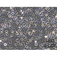 5637 人膀胱癌细胞