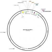 pAd/CMV/V5-DEST