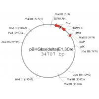 pBHGloxdelE1,3cre
