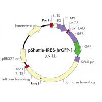 pShuttle-IRES-hrGFP-1