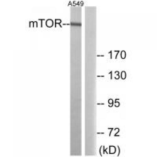 mTOR Polyclonal Antibody