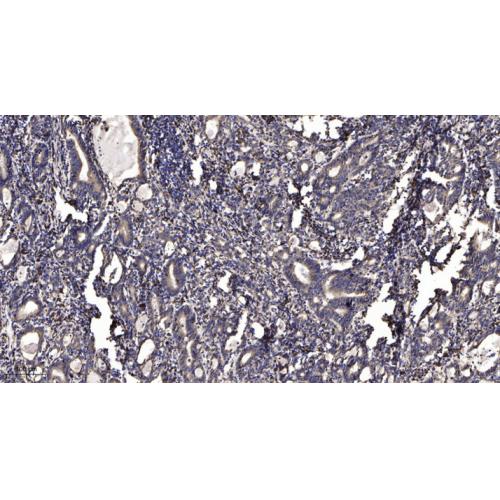 Internexin-α Polyclonal Antibody