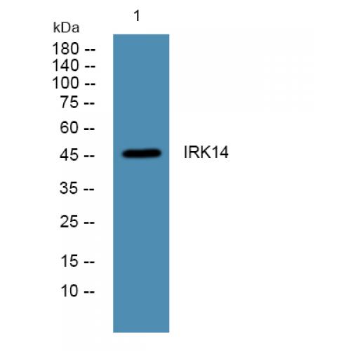 IRK14 Polyclonal Antibody